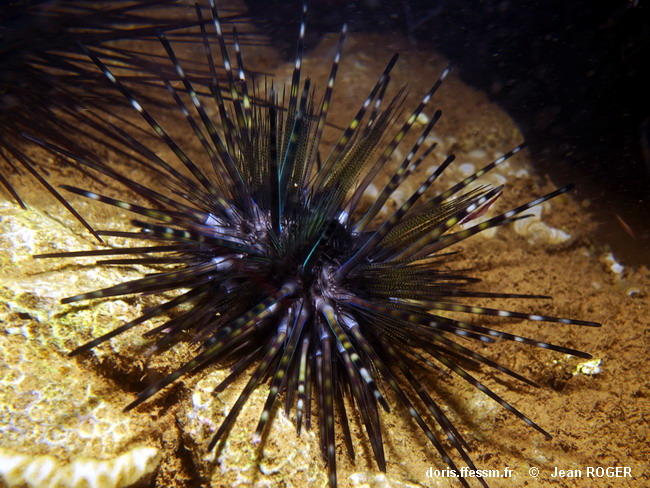 echinothrix_diadema-jero-img_01