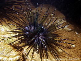 echinothrix_diadema-jero-img_01