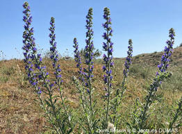 echium_vulgare-jd01