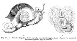 vermetus_triquetrus-BREHM_A._E.1888