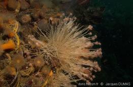ectopleura_crocea-jd01