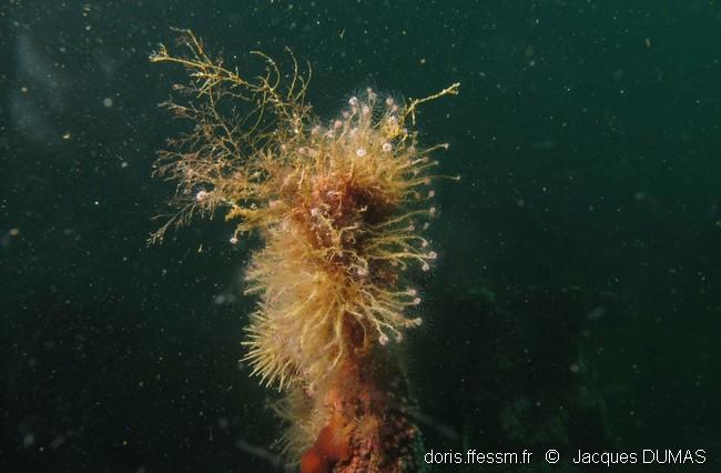 Ectopleura_crocea-jd02