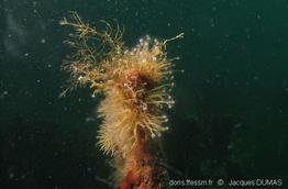 Ectopleura_crocea-jd02