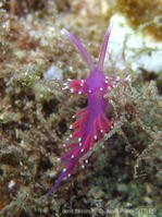 Edmunsella_pedata-aps112