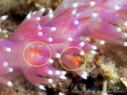 Edmunsella_pedata-vima828