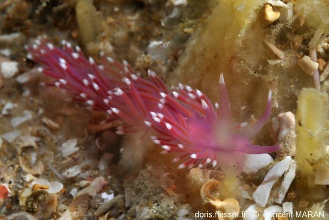 Edmunsella_pedata_vima2