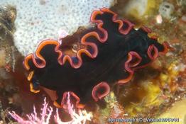 pseudobiceros_gloriosus-3