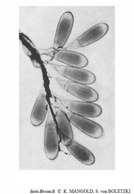Eledone_cirrhosa_ mbf_01