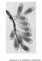 Eledone_cirrhosa_ mbf_01