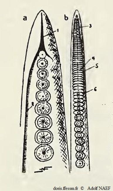 Eledone_cirrhosa_an_01