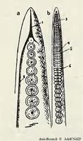 Eledone_cirrhosa_an_01