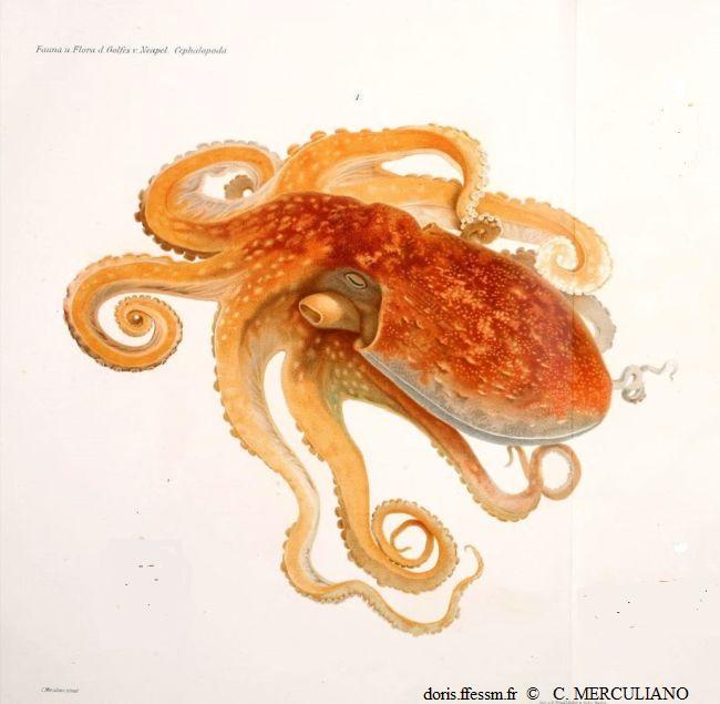 Eledone_cirrhosa_gh_01