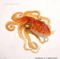 Eledone_cirrhosa_gh_01