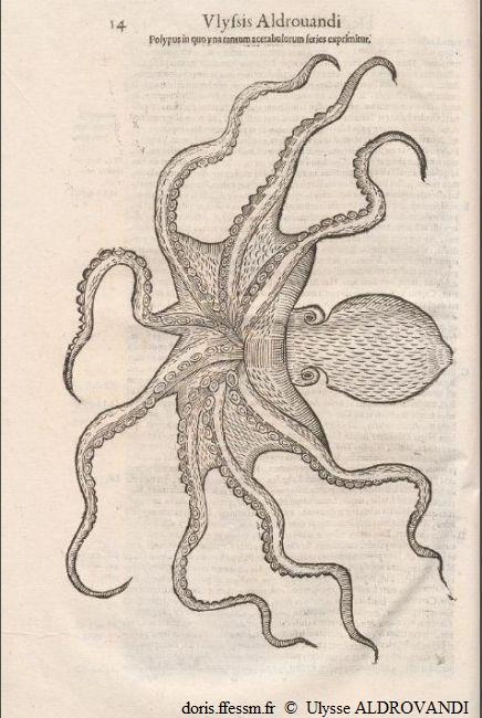Eledone_cirrhosa_ua_01