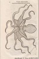 Eledone_cirrhosa_ua_01