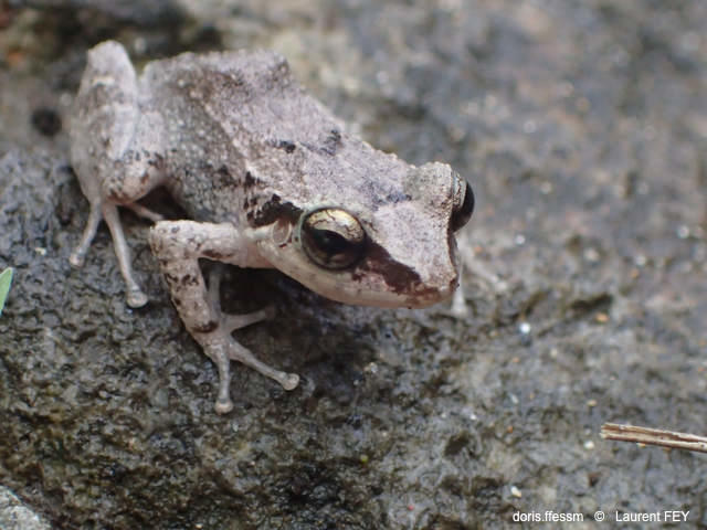 Eleutherodactylus_pinchoni-lf21