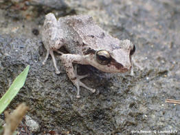 Eleutherodactylus_pinchoni-lf21