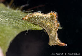 Elisia-jibacoaensis_ag2