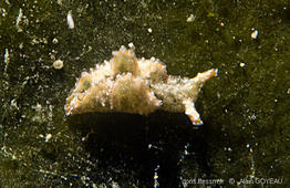 Elisia-jibacoaensis_ag3