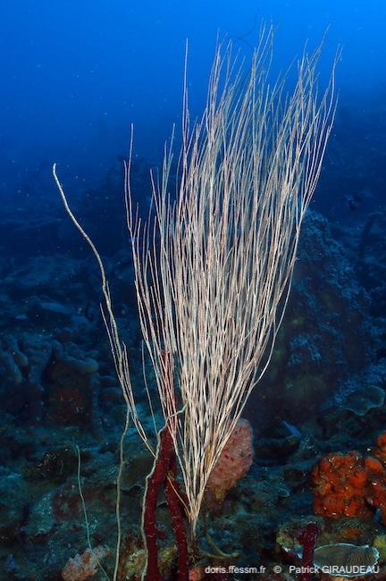 Ellisella_elongata-pagi23