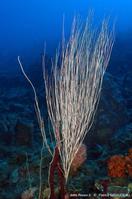 Ellisella_elongata-pagi23