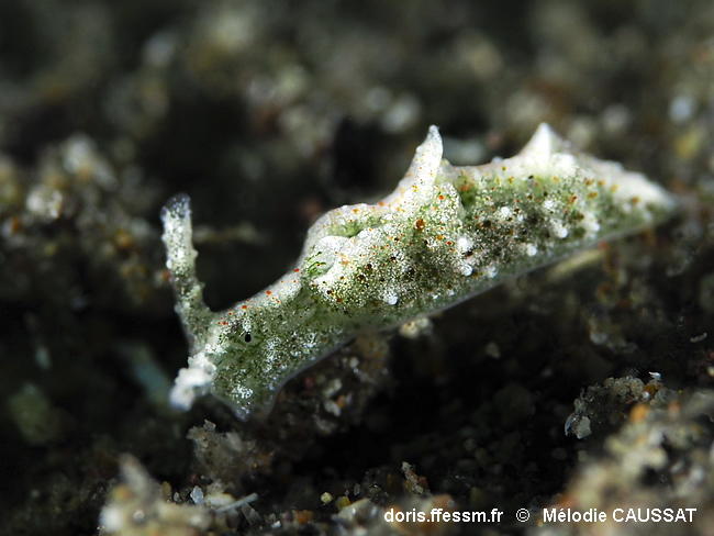 Elysia_cornigera-meca104