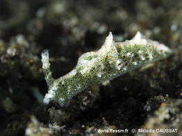 Elysia_cornigera-meca104