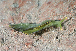 elysia_marginata-vl2