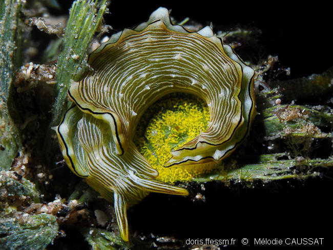Elysia_pratensis-meca011