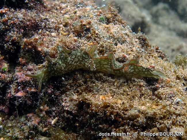 Elysia_rufescens-005phbo