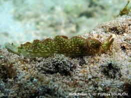Elysia_rufescens-010phbo