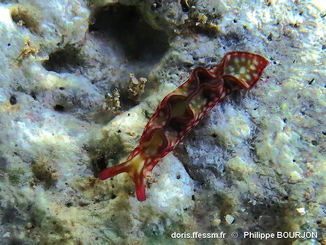 Elysia_rufescens-030phbo