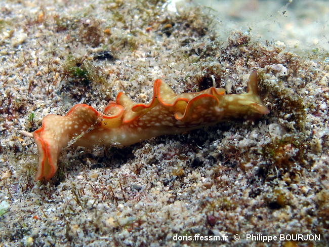Elysia_rufescens-040phbo