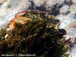 Elysia_rufescens-050phbo
