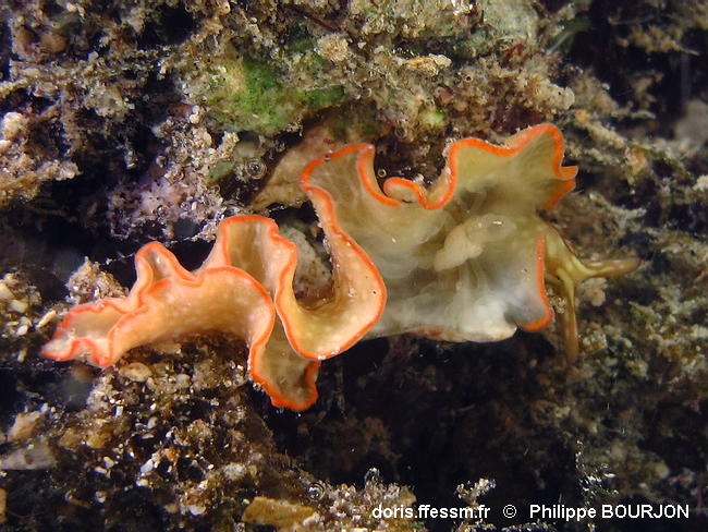 Elysia_rufescens-070phbo