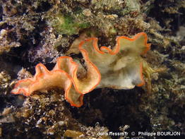 Elysia_rufescens-070phbo