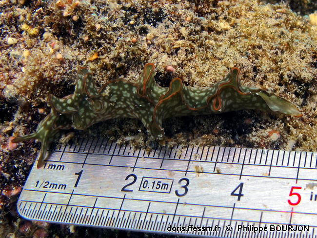Elysia_rufescens-080phbo