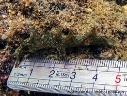 Elysia_rufescens-080phbo