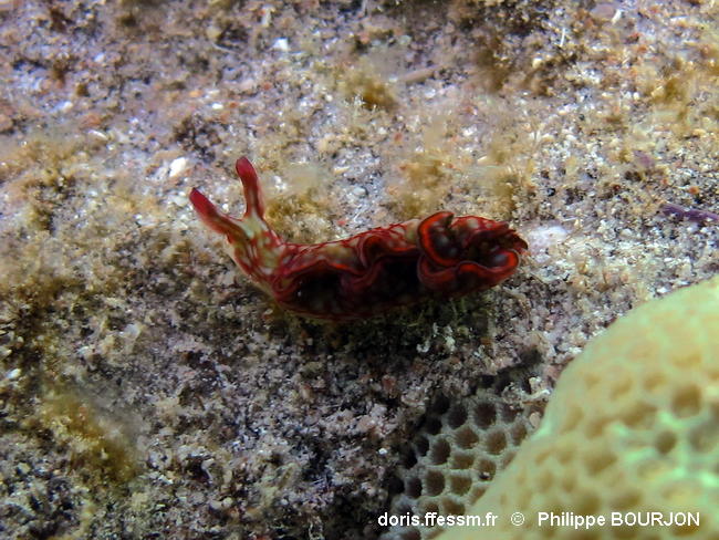 Elysia_rufescens-090phbo