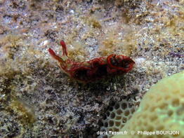 Elysia_rufescens-090phbo
