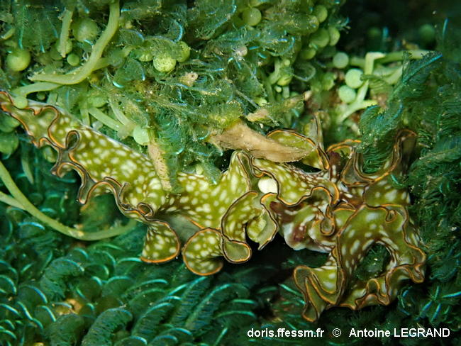 Elysia_rufescens-100anle