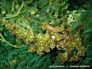 Elysia_rufescens-100anle
