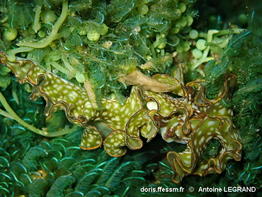 Elysia_rufescens-100anle