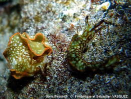 Elysia_rufescens-110seva