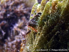 Elysia_rufescens-120phbo