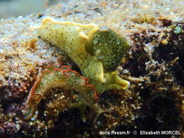 Elysia_rufescens-130elmo
