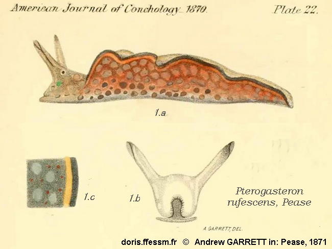 Elysia_rufescens-140_docAncien1871