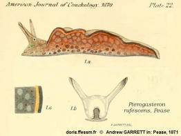 Elysia_rufescens-140_docAncien1871