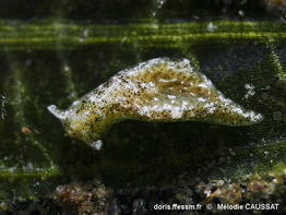 Elysia_serca-meca101