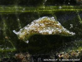 Elysia_serca-meca101